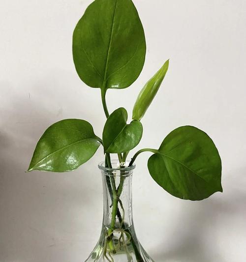 绿萝有哪些独特生长特性？