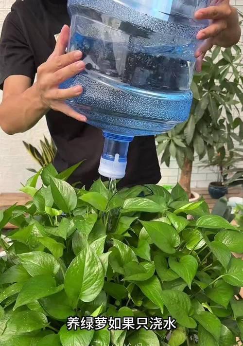 绿箩浇水的最佳时机是什么时候？