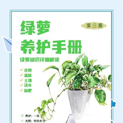 绿箩浇水的最佳时机是什么时候？