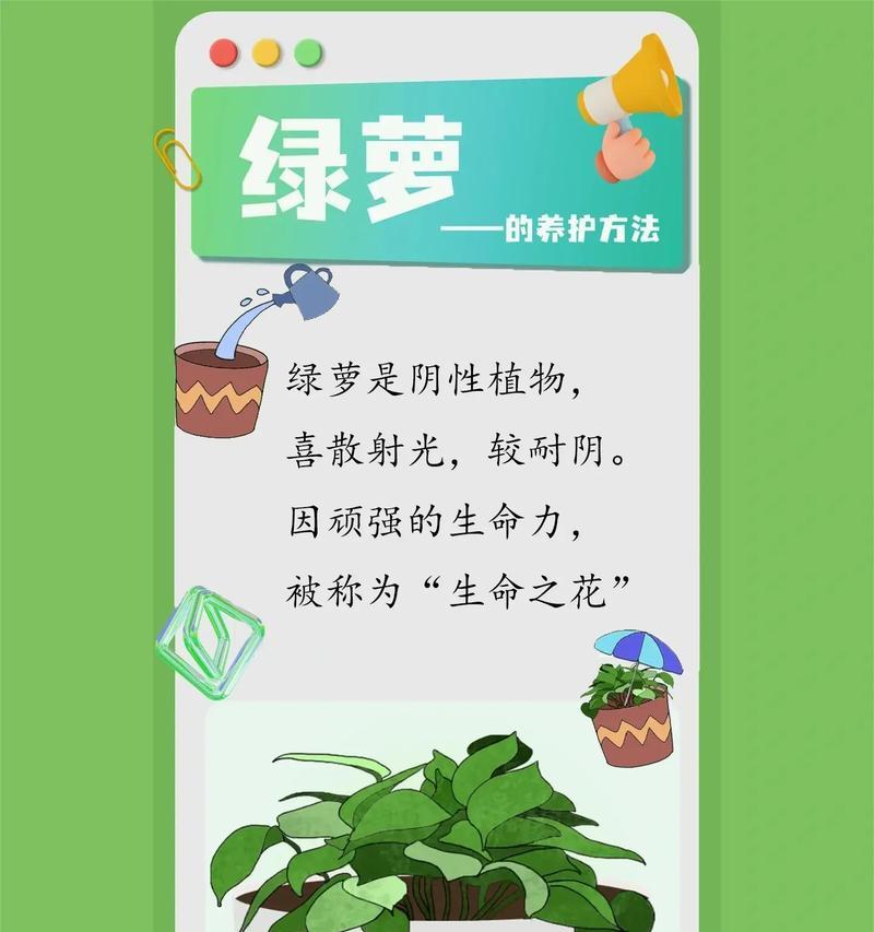 绿箩浇水的最佳时机是什么时候？
