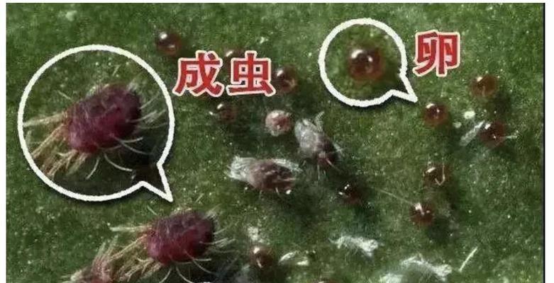 月季花红蜘蛛的防治方法是什么？