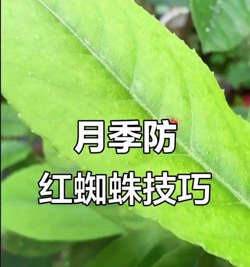 月季花红蜘蛛的防治方法是什么？