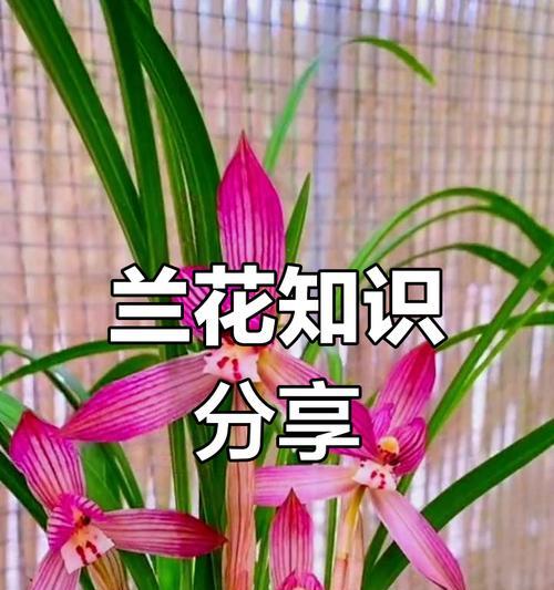 春兰花品种的挑选和养护方法是什么？