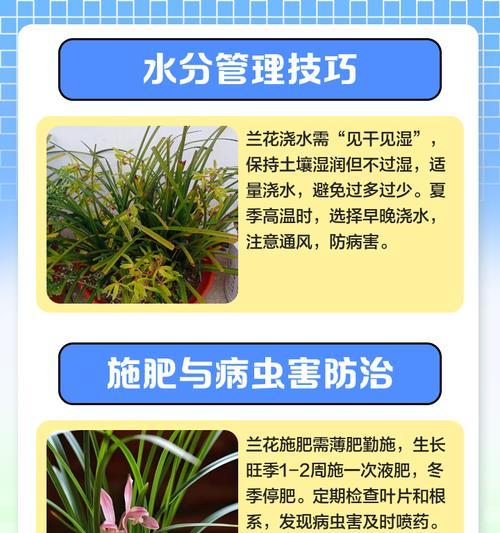 春兰花品种的挑选和养护方法是什么？
