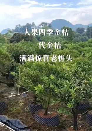 金桔盆栽换盆的最佳时机和步骤是什么？