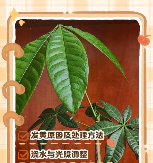 发财树叶子发黄的原因及解决办法？