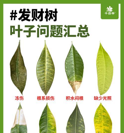 发财树叶子发黄的原因及解决办法？
