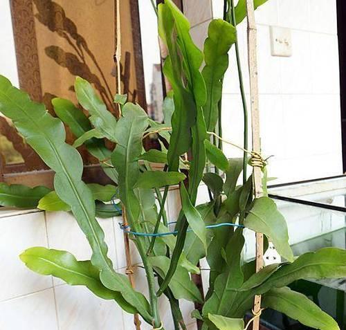 昙花适合用什么类型的盆栽？昙花盆栽的养护要点是什么？