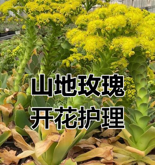 玫瑰花的正确保养方法是什么？如何延长花期？