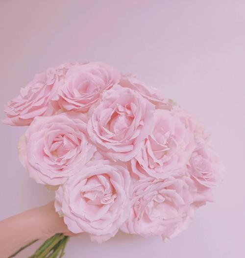 玫瑰花的正确保养方法是什么？如何延长花期？