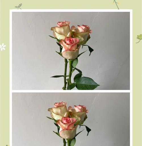 玫瑰花的正确保养方法是什么？如何延长花期？