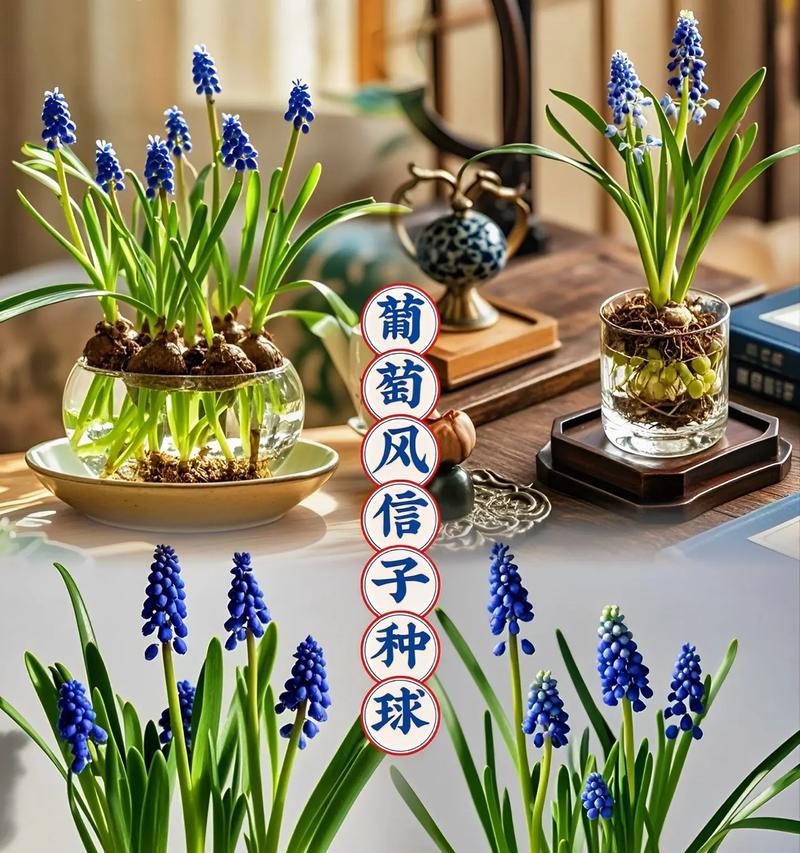风信子品种有哪些？风信子品种的种植和养护技巧是什么？