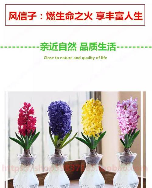风信子品种有哪些？风信子品种的种植和养护技巧是什么？
