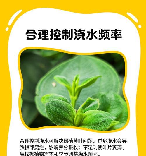 豆瓣绿的养殖方法是什么？如何处理黄叶问题？