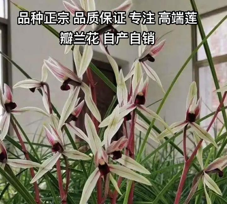 兰花品种辨别有哪些方法？如何辨别兰花品种？