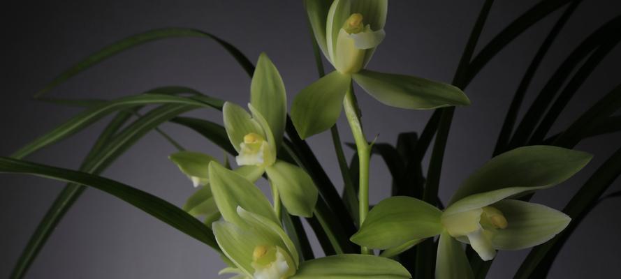 兰花品种辨别有哪些方法？如何辨别兰花品种？