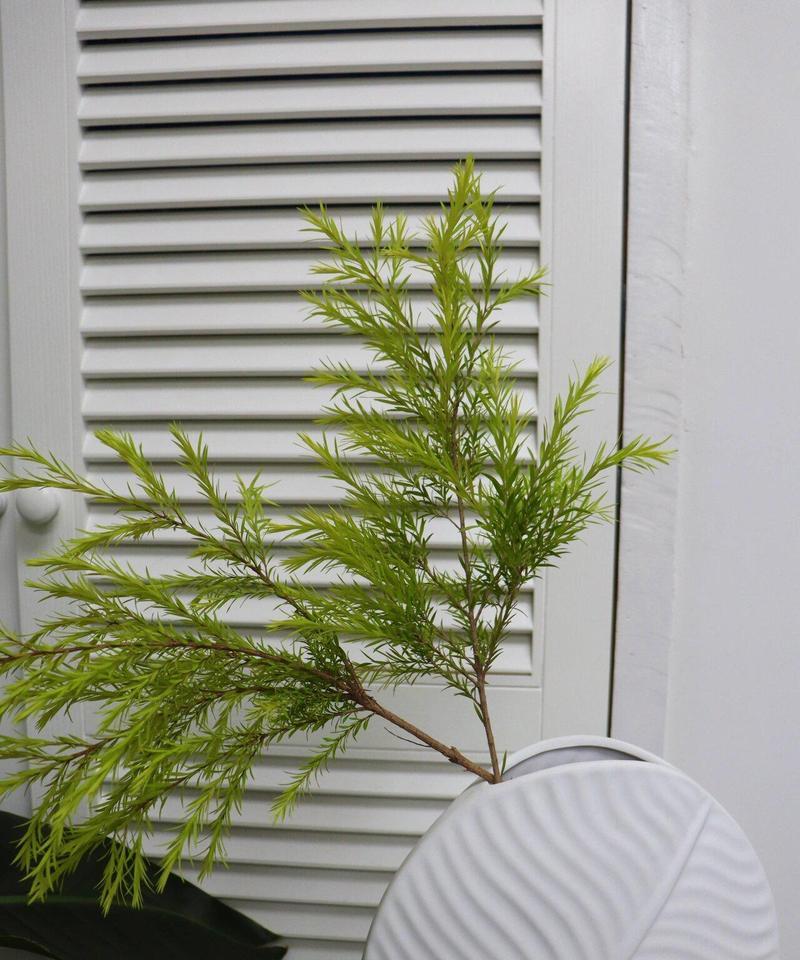 黄金植物的外观特征是什么？