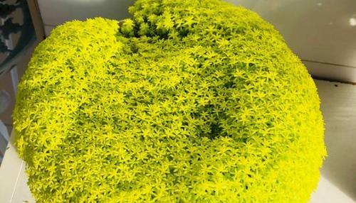 黄金植物的外观特征是什么？