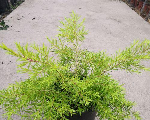 黄金植物的外观特征是什么？