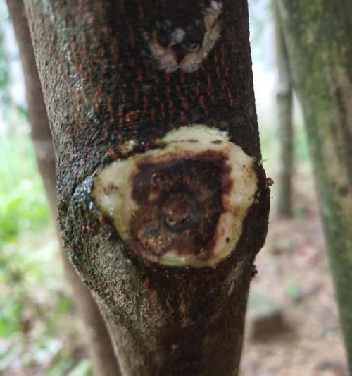 沉香树有多少种？如何挑选沉香树品种？