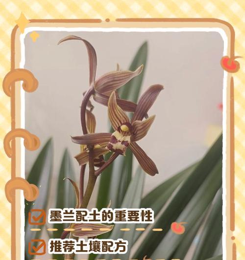墨兰养殖的注意事项有哪些？如何保持其花香？