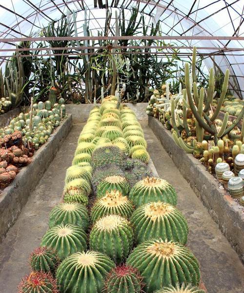 仙人掌种植用什么盆最合适？