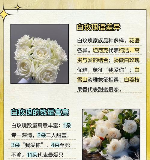 玫瑰有哪些种类？各自的花语是什么？
