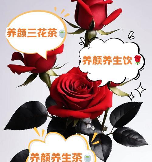 冬季玫瑰花的养护技巧和注意事项是什么？
