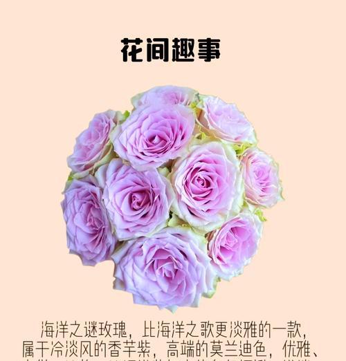 冬季玫瑰花的养护技巧和注意事项是什么？