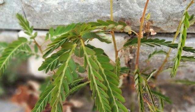 害羞草播种的最佳时机是什么时候？害羞草播种时间表？