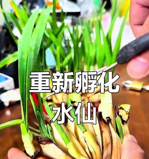 水仙花的繁殖方法有哪些？