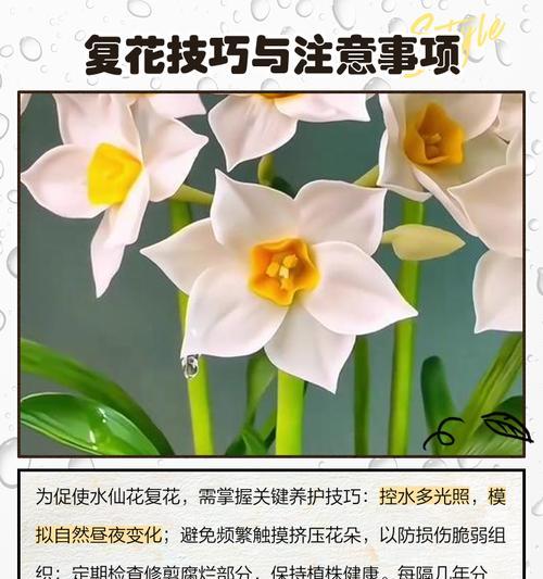 水仙花的繁殖方法有哪些？