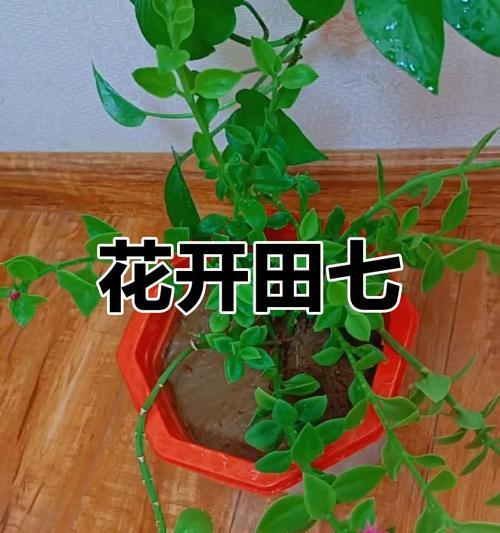 田七的种植和养护技巧是什么？