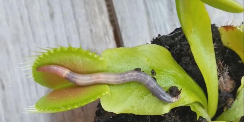 食人花繁殖技巧有哪些？食人花繁殖的常见问题是什么？