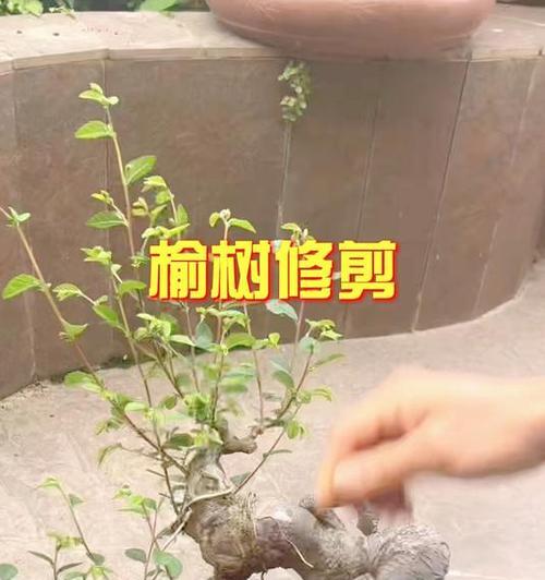 榆树修剪的最佳时机和技巧？