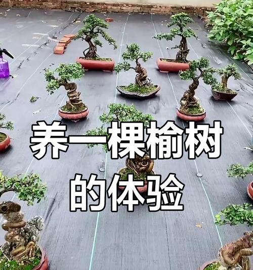 榆树修剪的最佳时机和技巧？