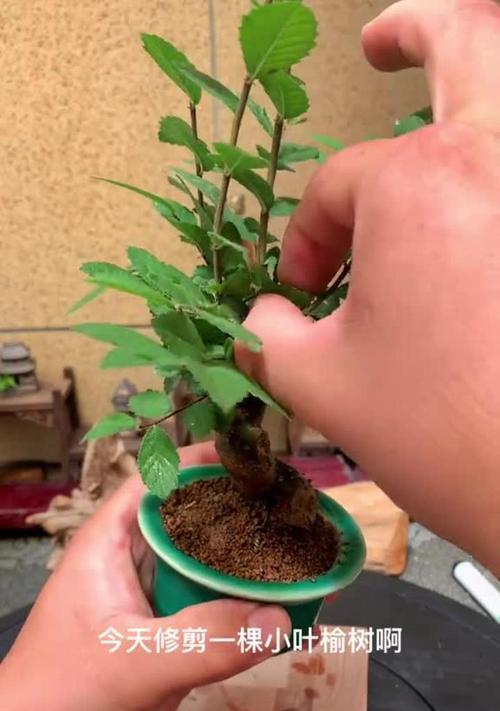 榆树修剪的最佳时机和技巧？