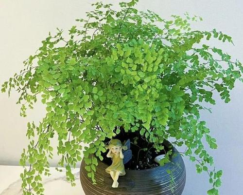 喜阴盆景有哪些推荐品种？喜阴盆景的养护方法是什么？