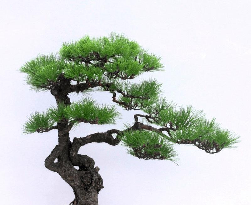 喜阴盆景有哪些推荐品种？喜阴盆景的养护方法是什么？