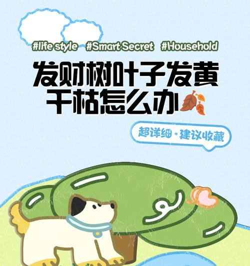 发财树叶子枯萎怎么办？有效解决方法有哪些？