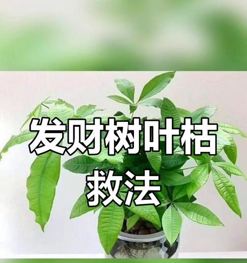 发财树叶子枯萎怎么办？有效解决方法有哪些？