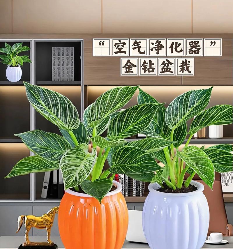 金钻植物冬季养护要点？