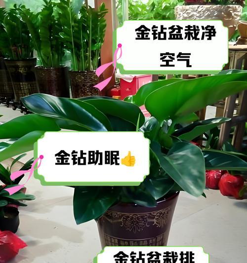 金钻植物冬季养护要点？