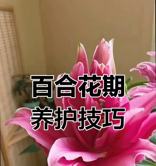 百合盆栽浇水的正确方式是什么？