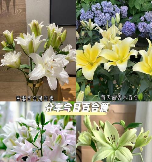 百合盆栽浇水的正确方式是什么？