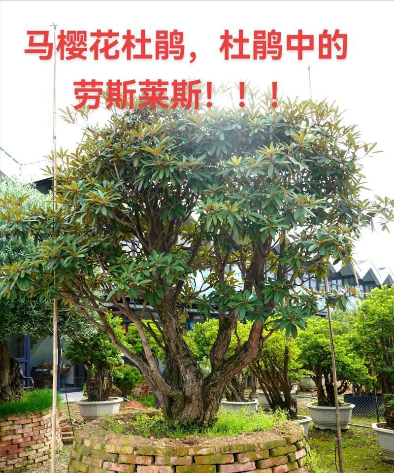 哪些树种可以用来嫁接杜鹃？