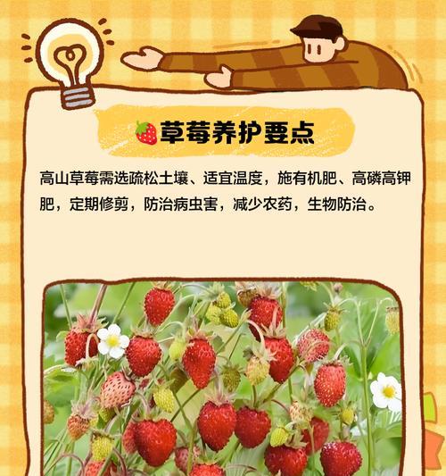 草莓的养护技巧和常见问题解答？