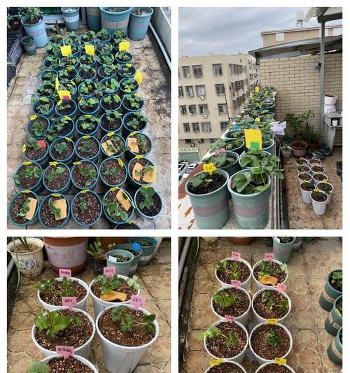 草莓的养护技巧和常见问题解答？