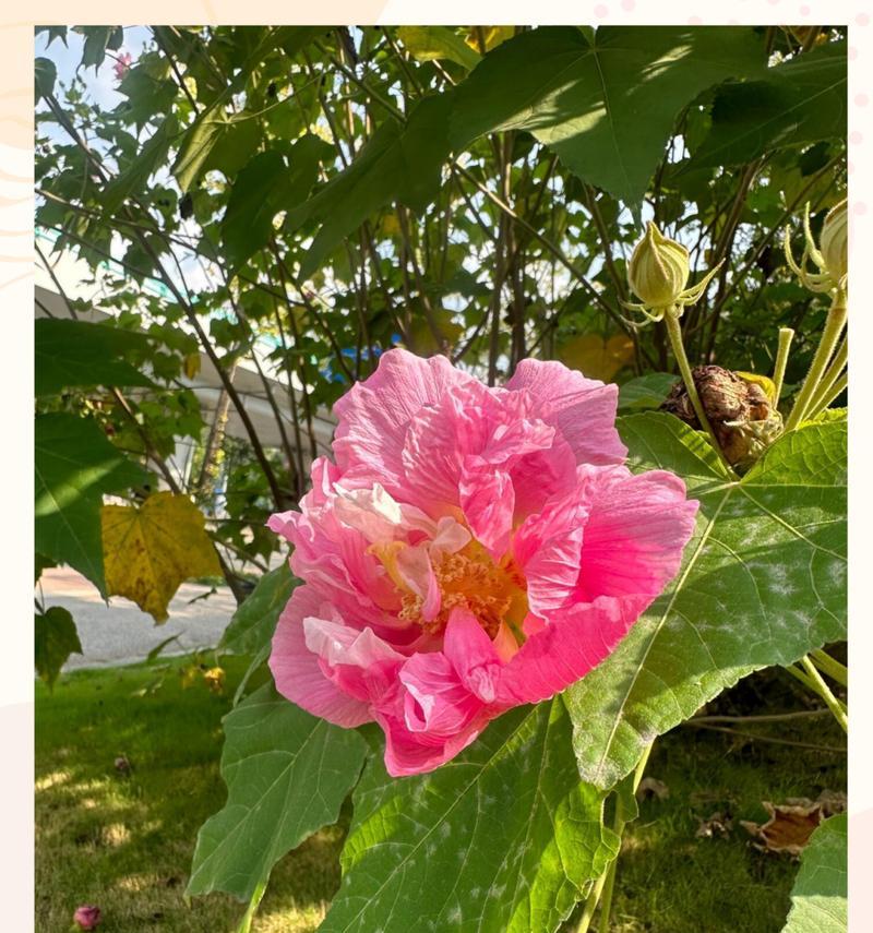 芙蓉指什么花？芙蓉花有哪些独特的象征意义？