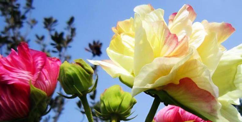 芙蓉指什么花？芙蓉花有哪些独特的象征意义？